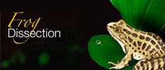Frog Dissection
