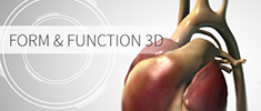 Form and Function 3D