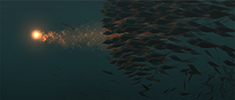 Flocking